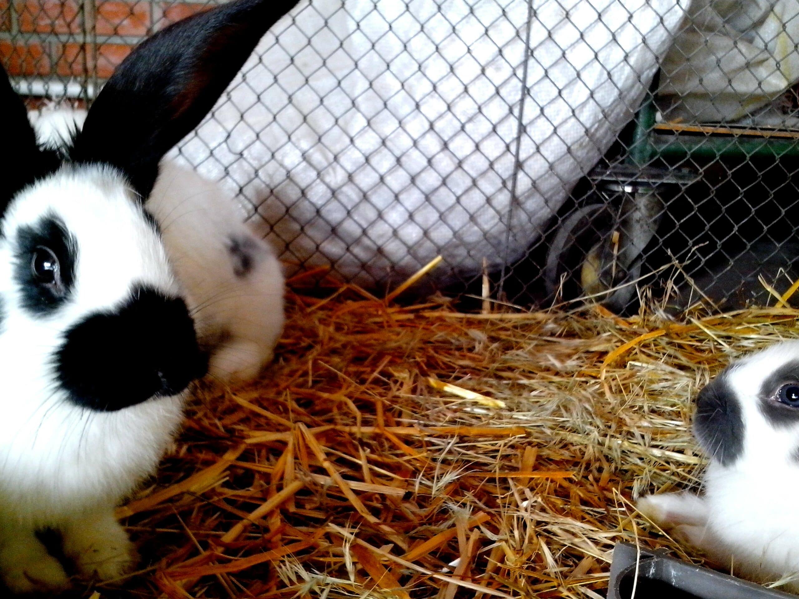 Himalayan rabbit
