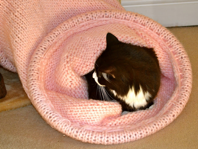 Kitten lying in the knitted cat tunnel