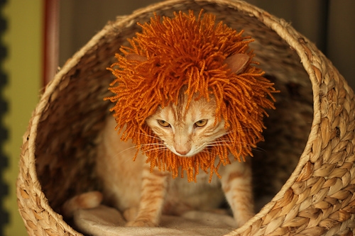 Knitted Lion Mane – Ravelry