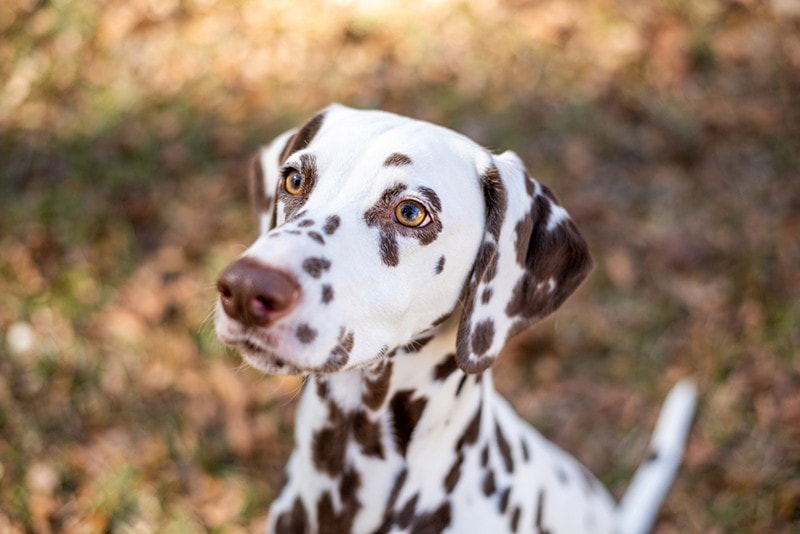 Liver Dalmatian