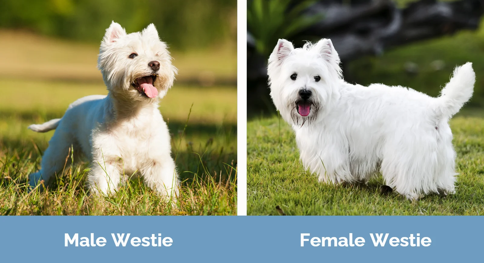 Male vs Female Westie - Visual Differences