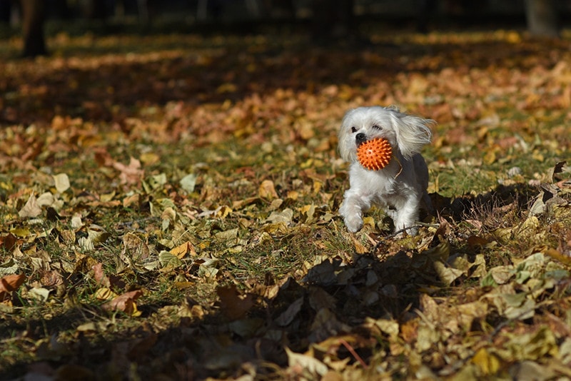 Maltese Puppy Playing