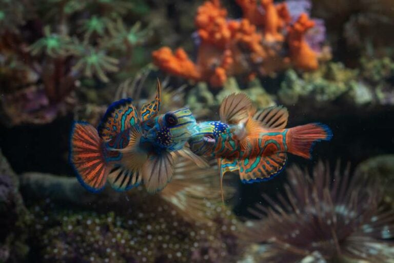 Fish Hunger How to Tell When a Fish Is Hungry: 5 Vet-Verified Behaviors to Look For ...