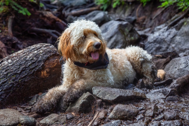 Merle goldendoodle on the rocks