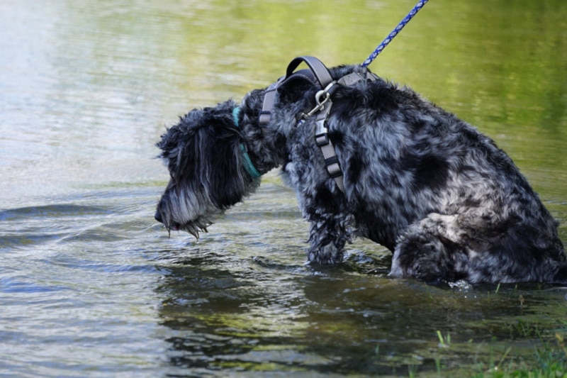 Merle goldendoodle swimming in the river