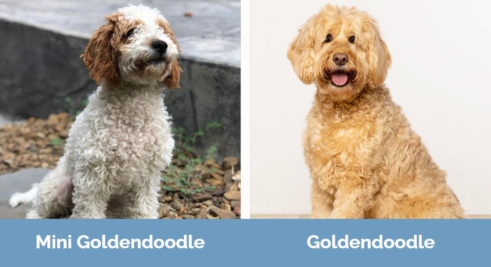 Mini Goldendoodle vs Goldendoodle - Visual Differences