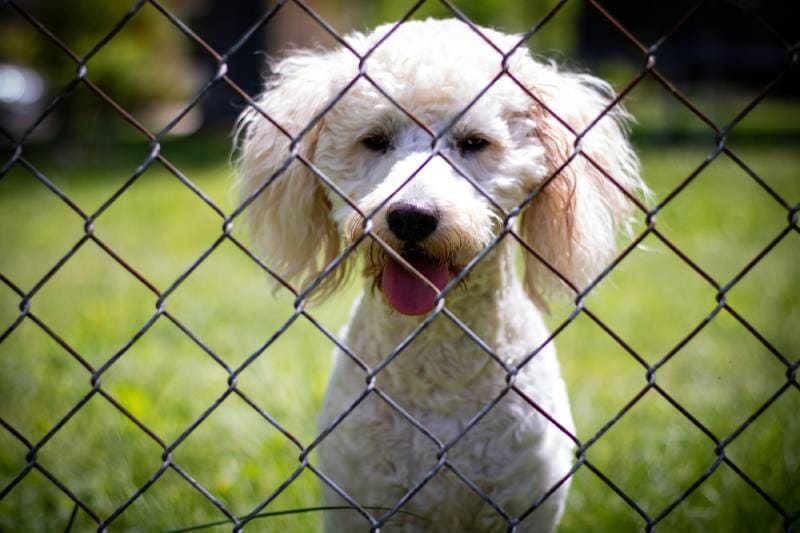 Miniature Goldendoodle watches from behind a Chain Link Fence