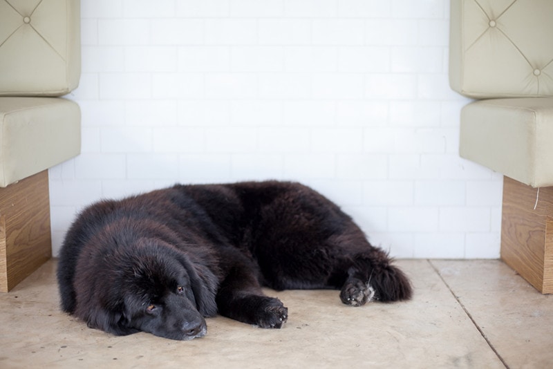 Newfoundland dog sleep on floor