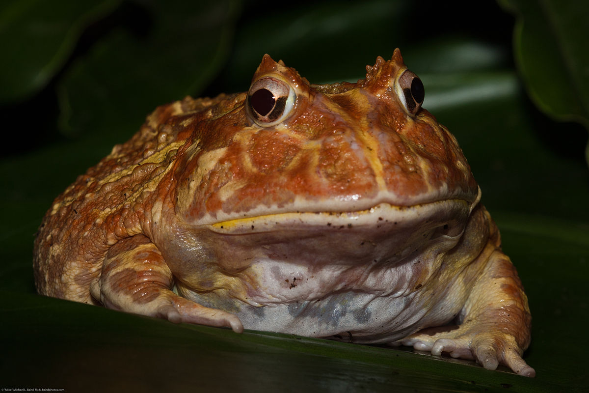 Pacman Frog, Argentine Wide-mouth Frog, Ceratophrys ornata
