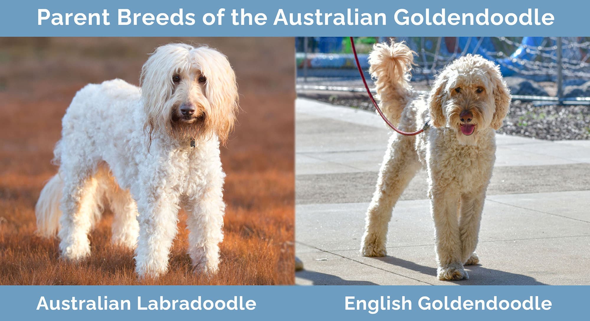 Parent Breeds of the Australian Goldendoodle