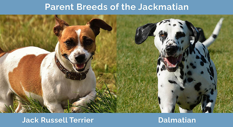 Parent Breeds of the Jackmatian