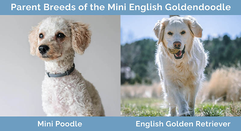 Parent Breeds of the Mini English Goldendoodle