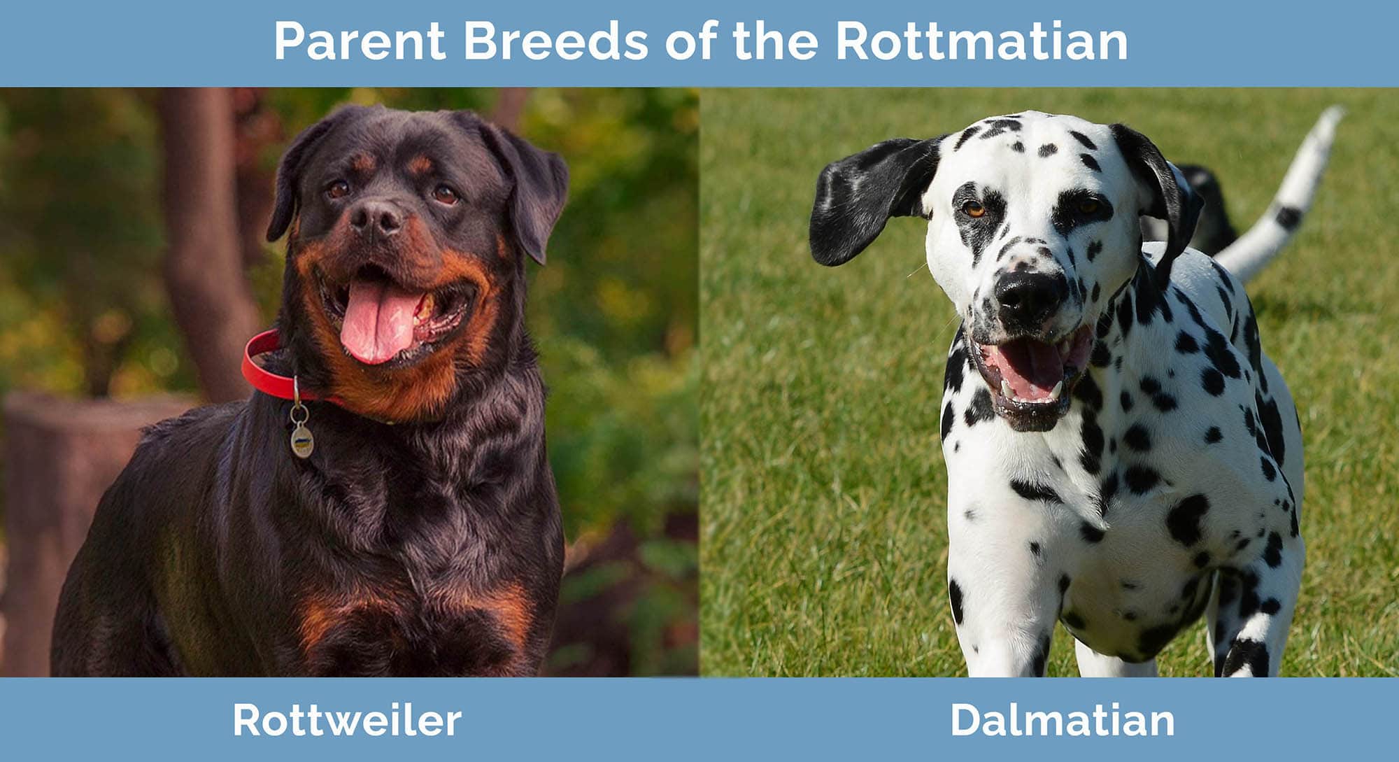 Parent Breeds of the Rottmatian
