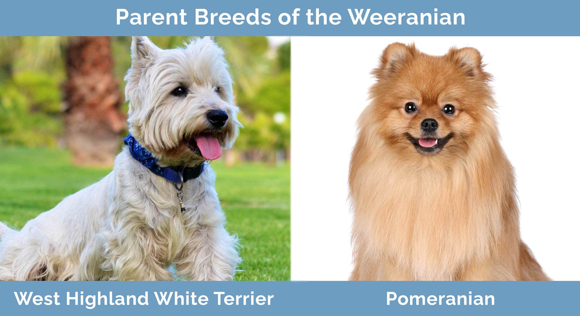 Parent Breeds of the Weeranian