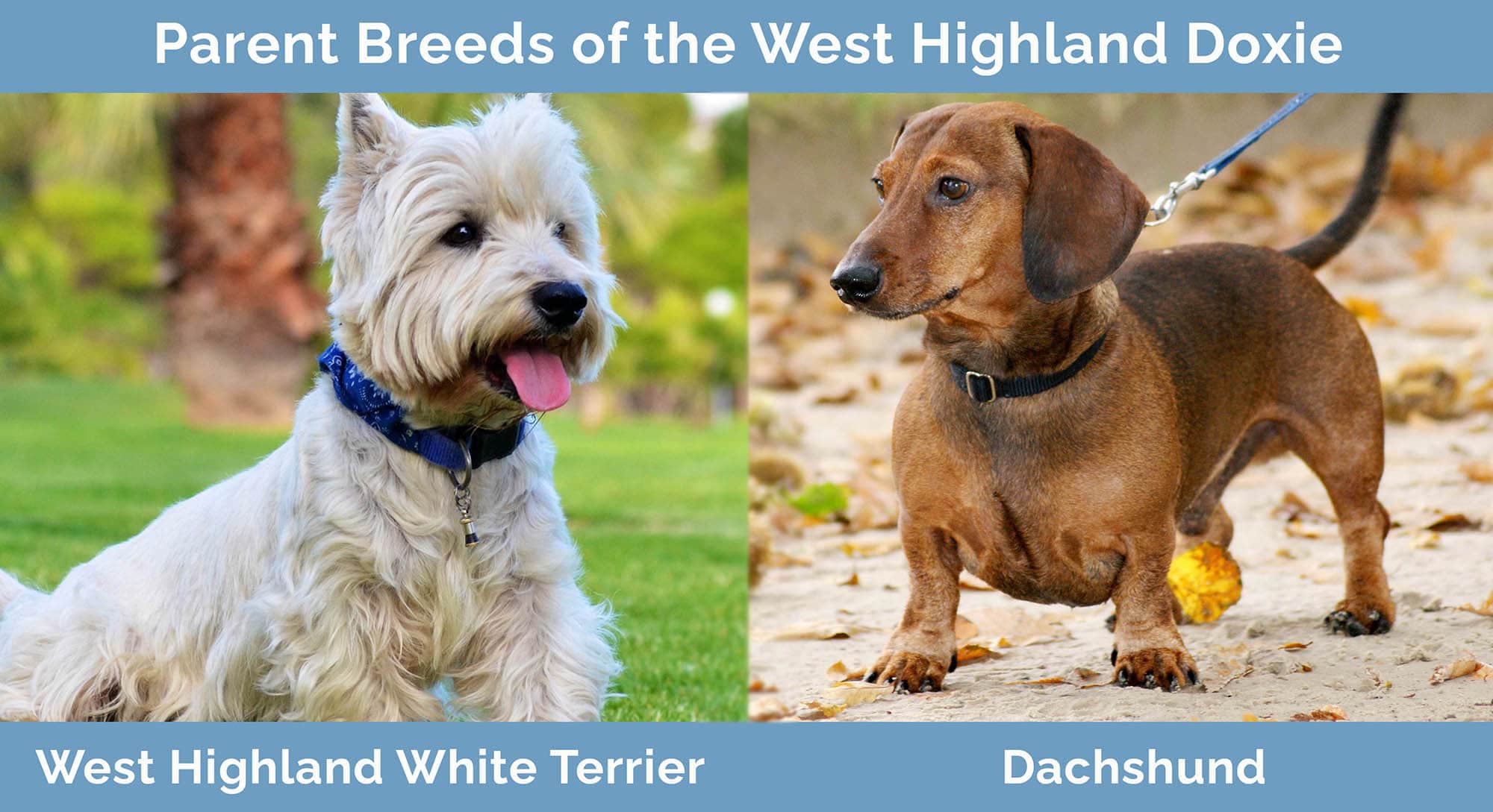 Parent Breeds of the West Highland Doxie