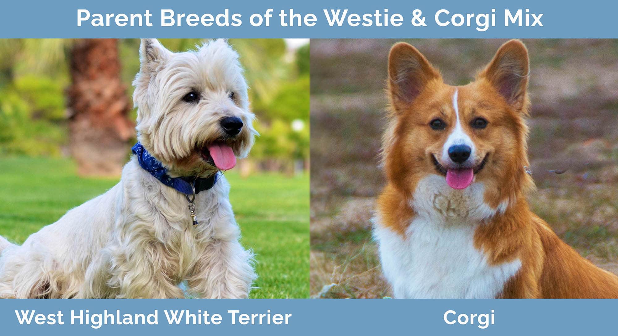 Parent Breeds of the Westie & Corgi Mix