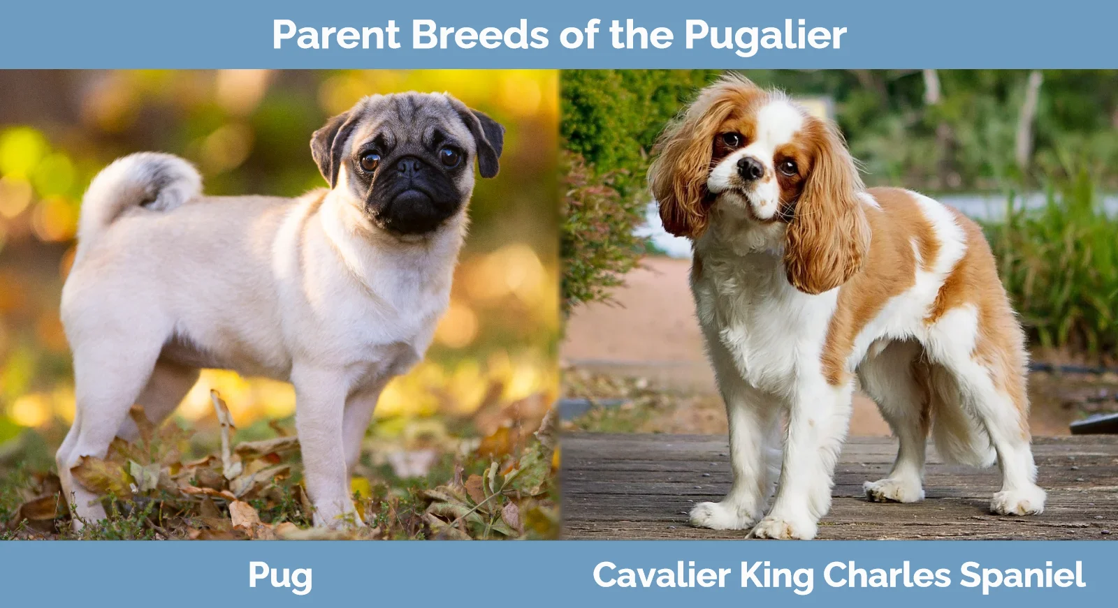 Parent breeds of Yorkillon