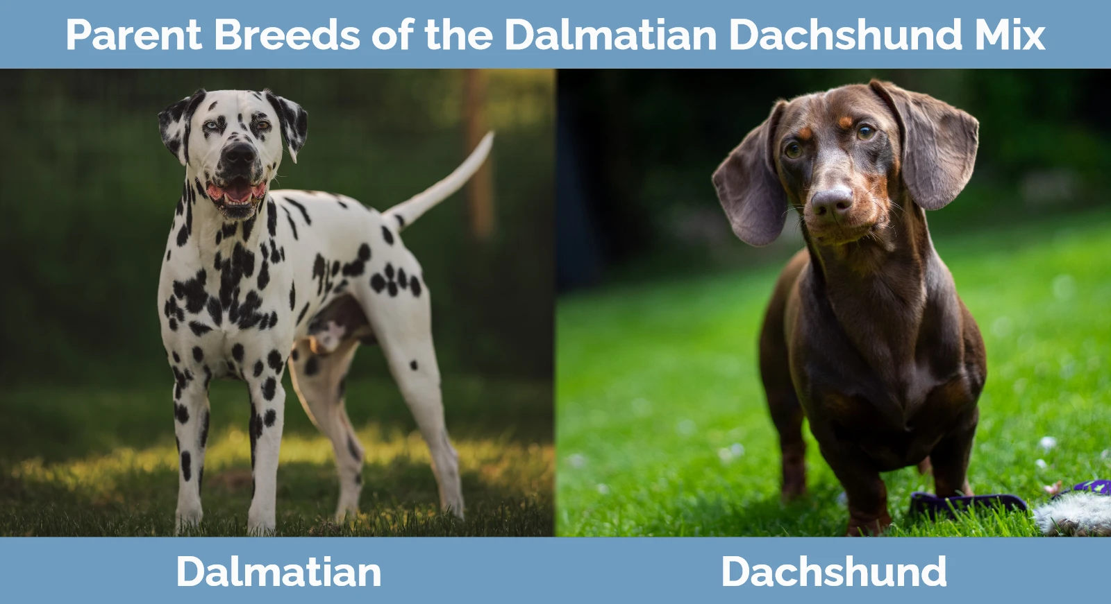 Parent breeds of Dalmatian Dachshund Mix