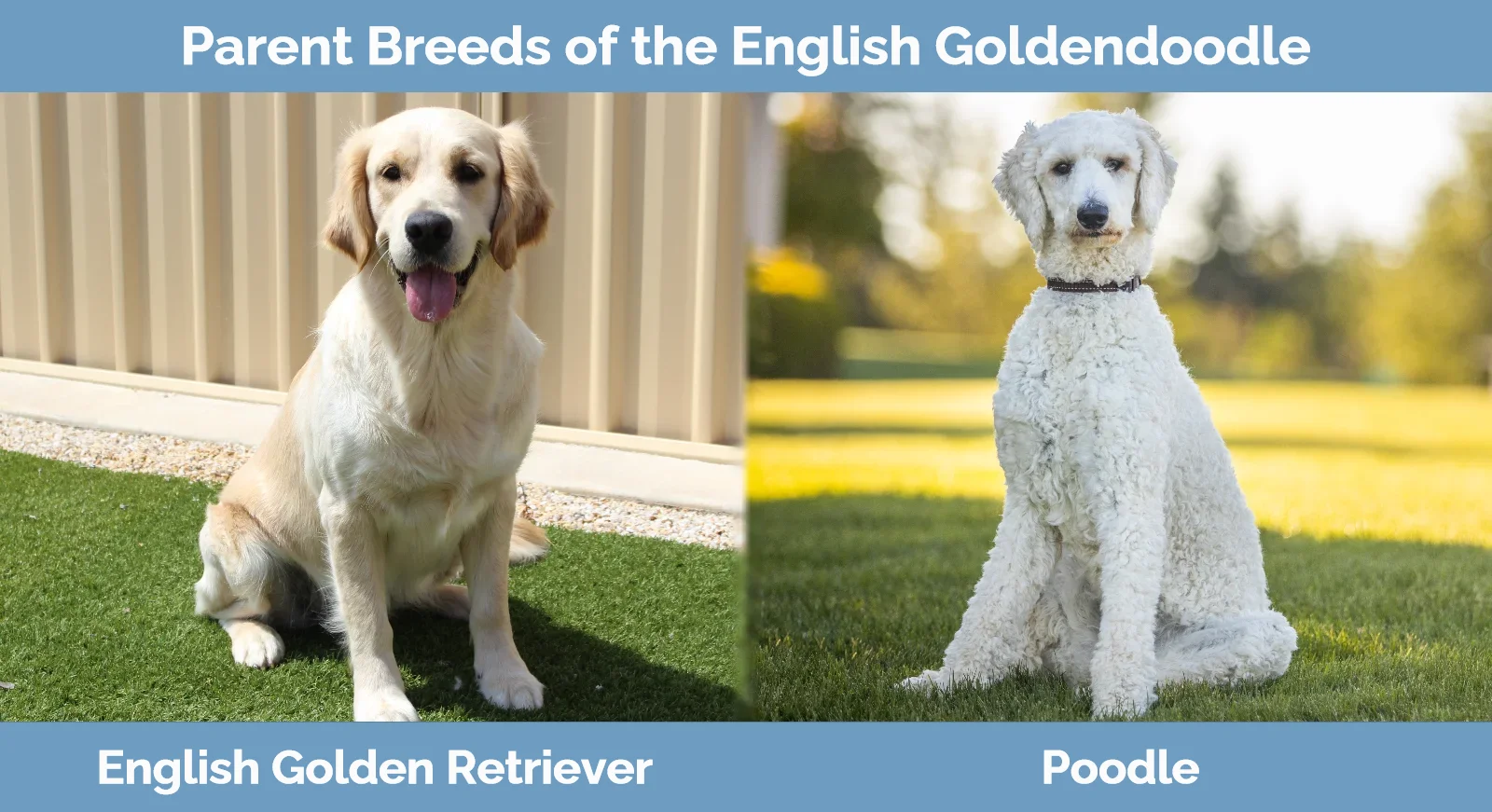 Parent breeds of English Goldendoodle
