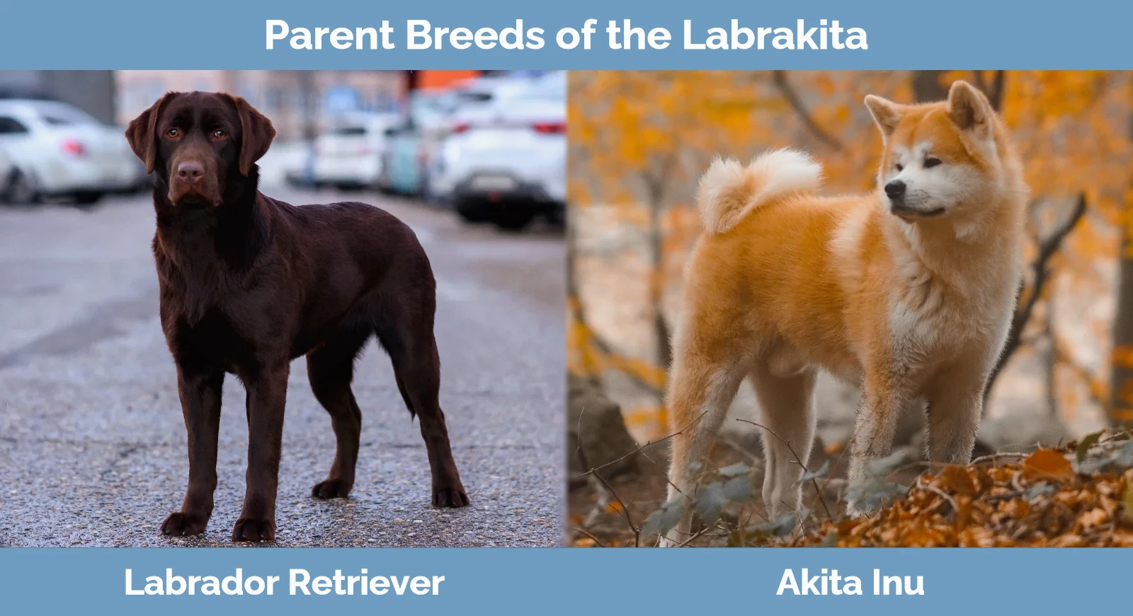 Parent breeds of Labrakita