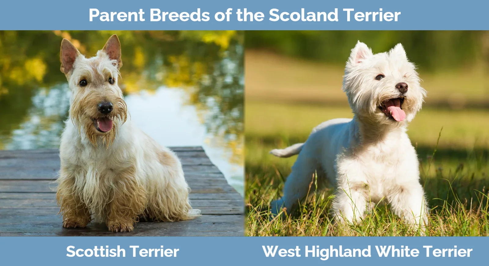 Parent breeds of Scoland Terrier