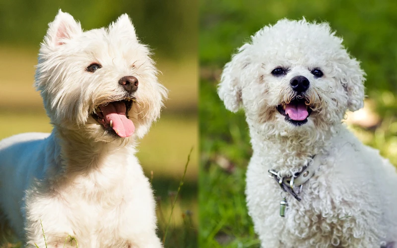 Parent breeds of Wee-Chon - Featured Image
