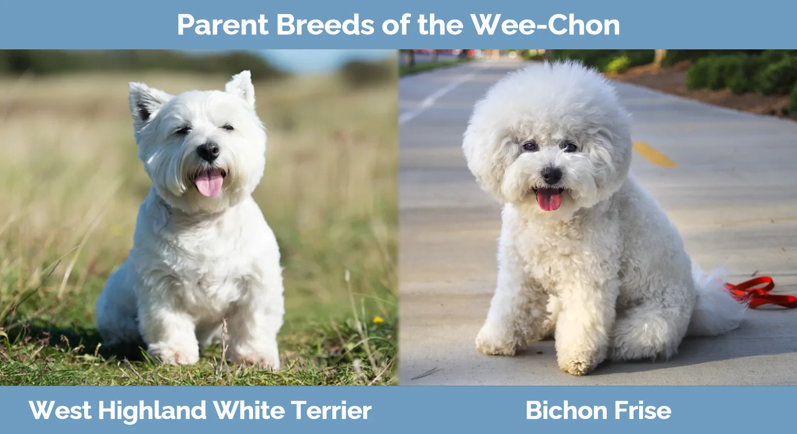 Parent breeds of Wee-Chon