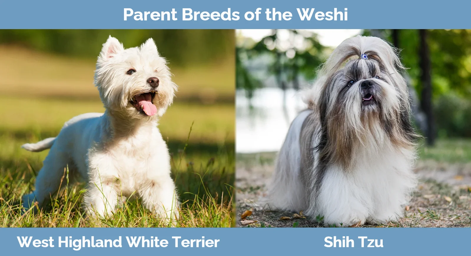 Parent breeds of Weshi