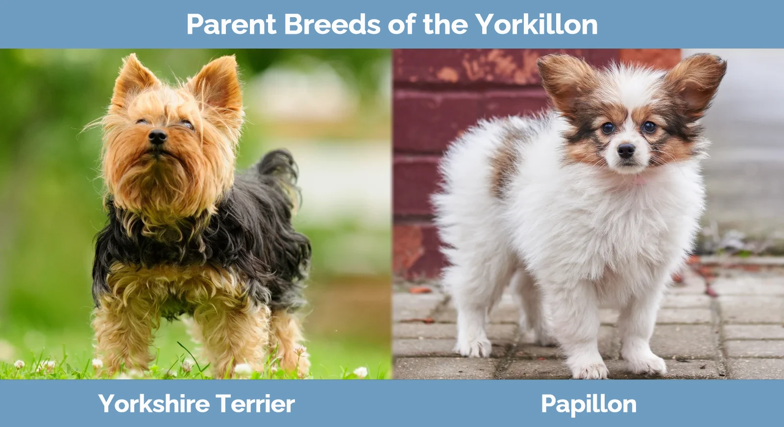 Parent breeds of Yorkillon
