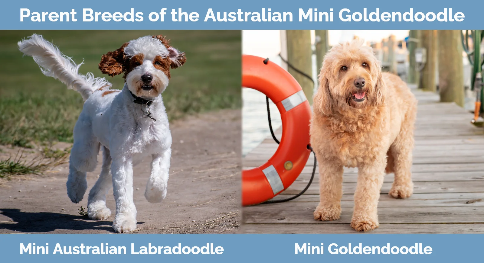 Parent breeds of the Australian Mini Goldendoodle