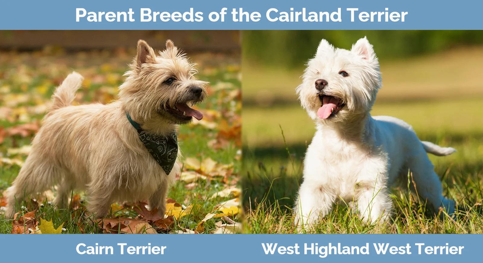 Parent breeds of the Cairland Terrier