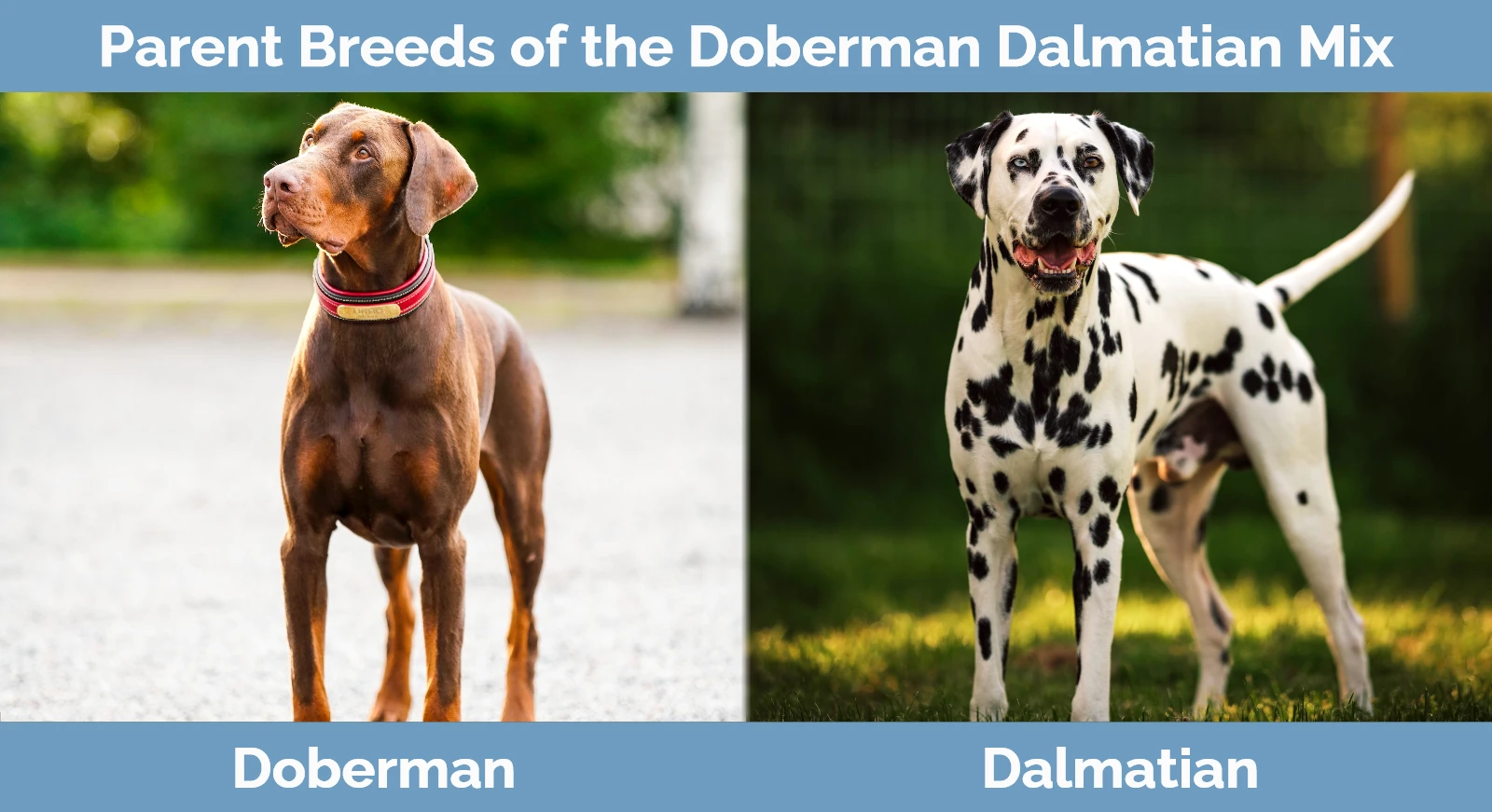 Parent breeds of the Doberman Dalmatian Mix