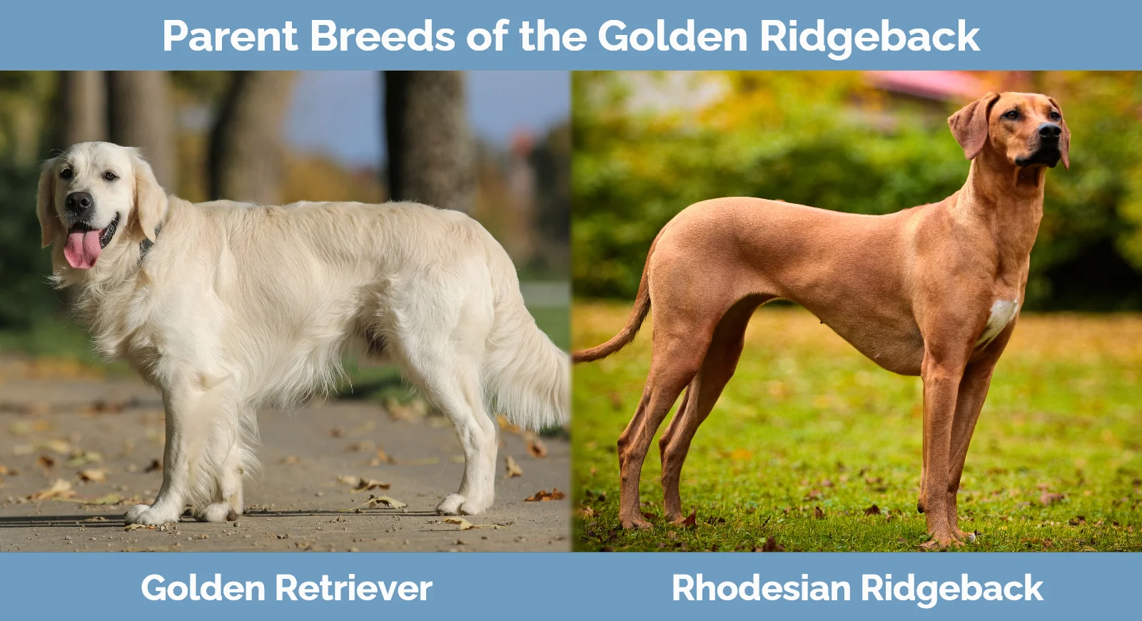 Parent breeds of the Golden Ridgeback