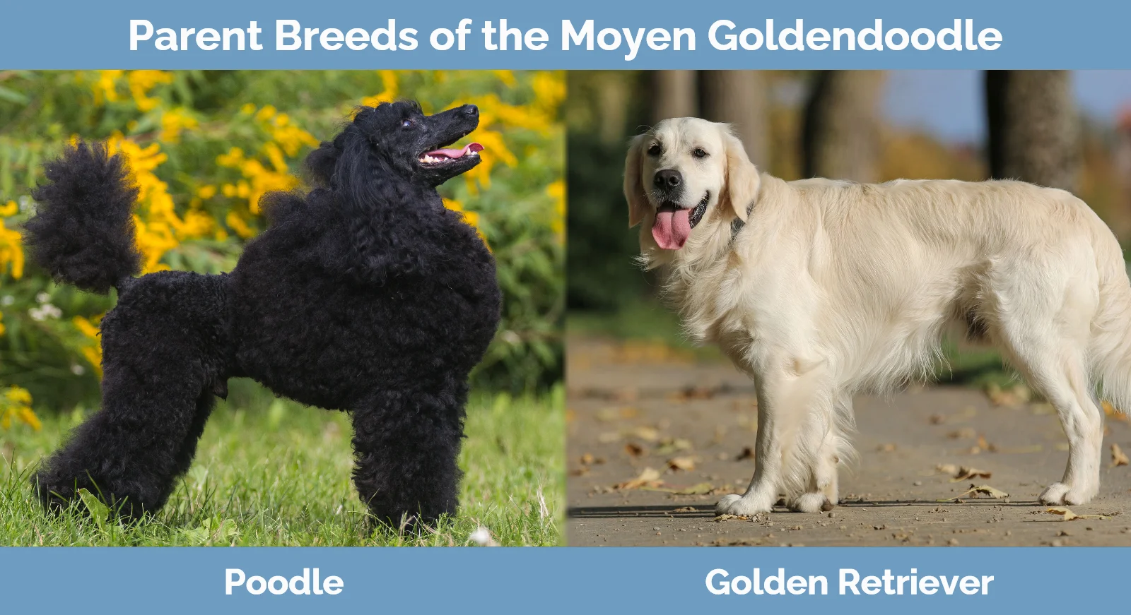 Parent breeds of the Moyen Goldendoodle