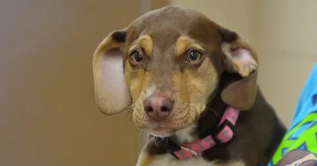 Peanut the dog rescues 3 year old