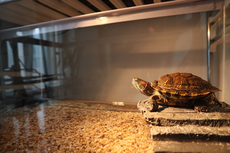 Pet turtle. Red eared turtle in the aquarium
