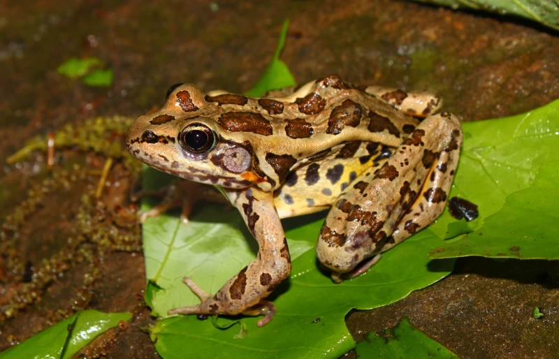 Pickerel Frog (Rana palustris)
