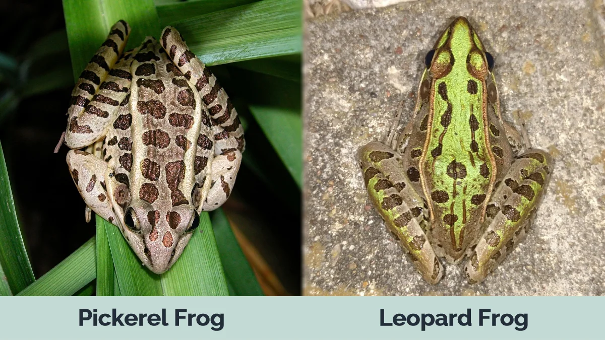 Pickerel Frog vs Leopard Frog - Visual Differences