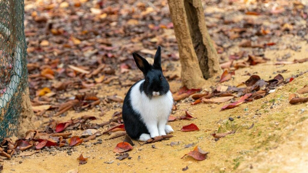 Polish Rabbit staring straight ahead