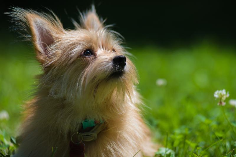 Porkie lying on the grass (Pomeranian/Yorkshire terrier mix)