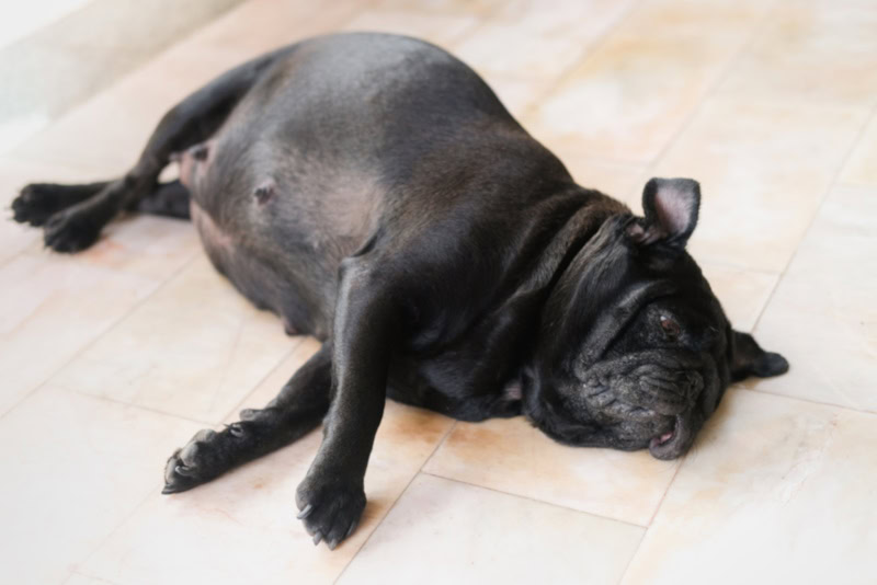 Pregnant pug lying on the floor