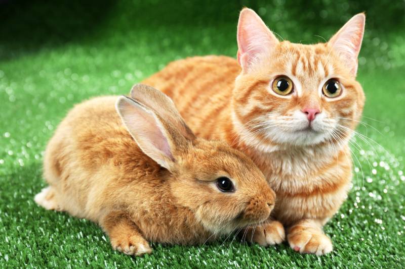 Red cat and rabbit on green grass background