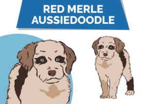Red Merle Aussiedoodle: Facts, Origin & History (with Pictures ...