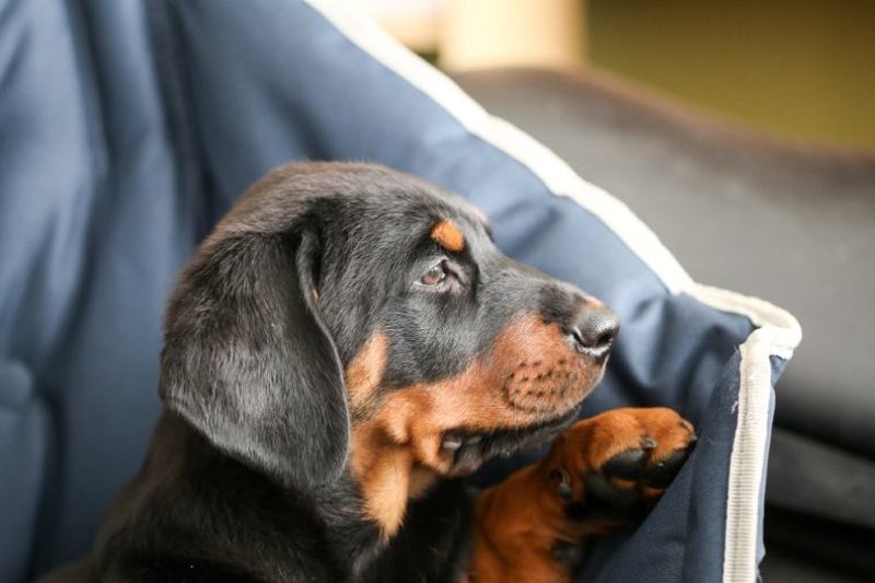 Rotterman puppy looking outside