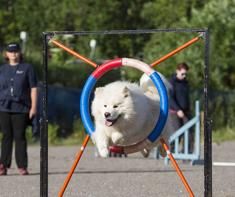 Samoyed dog is jumping through the hoop