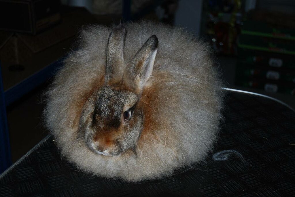 Satin Angora Rabbit: Info, Pictures, Care Guide, Lifespan & More ...