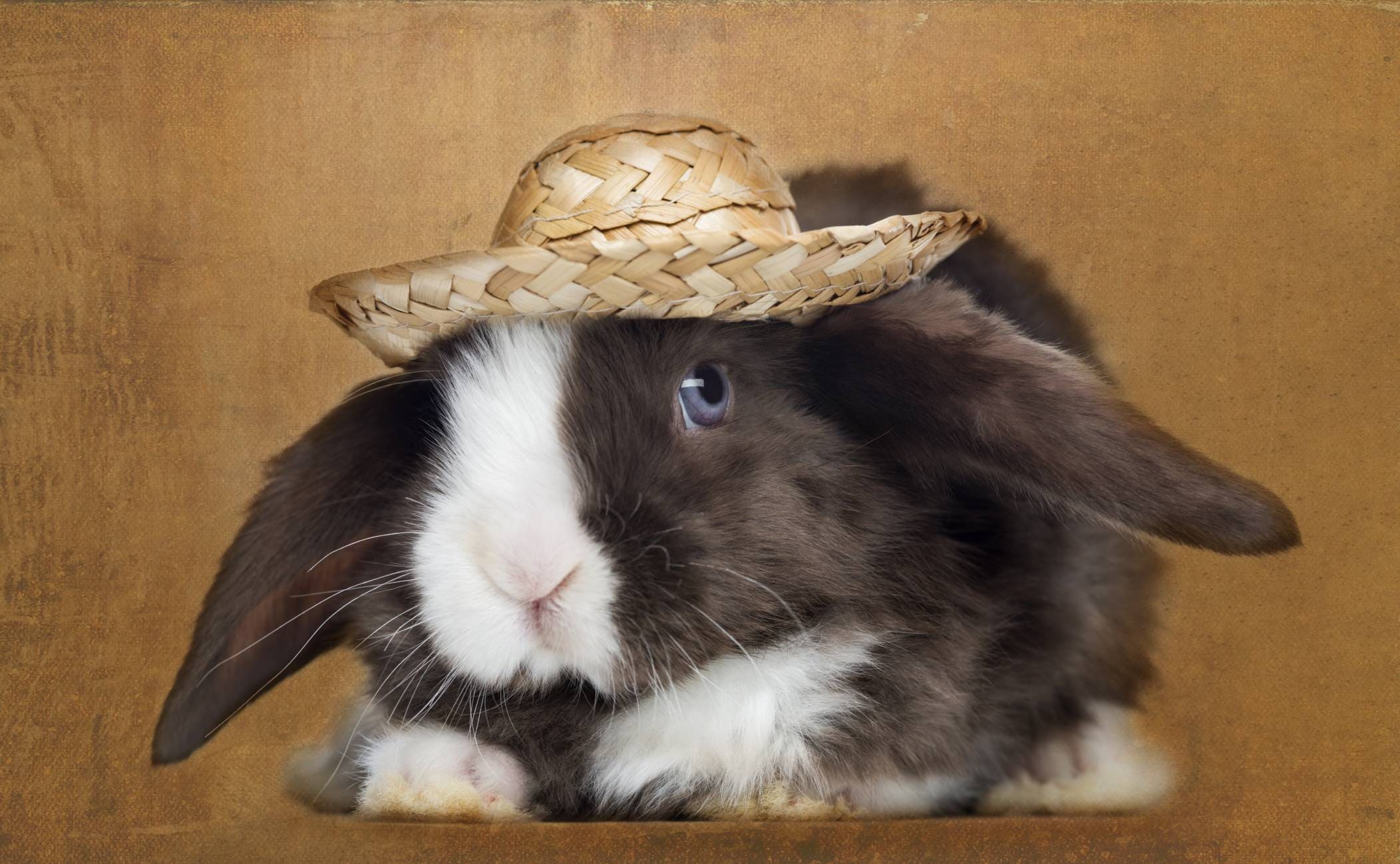 Satin rabbit facing with a straw hat, on brown vintage background