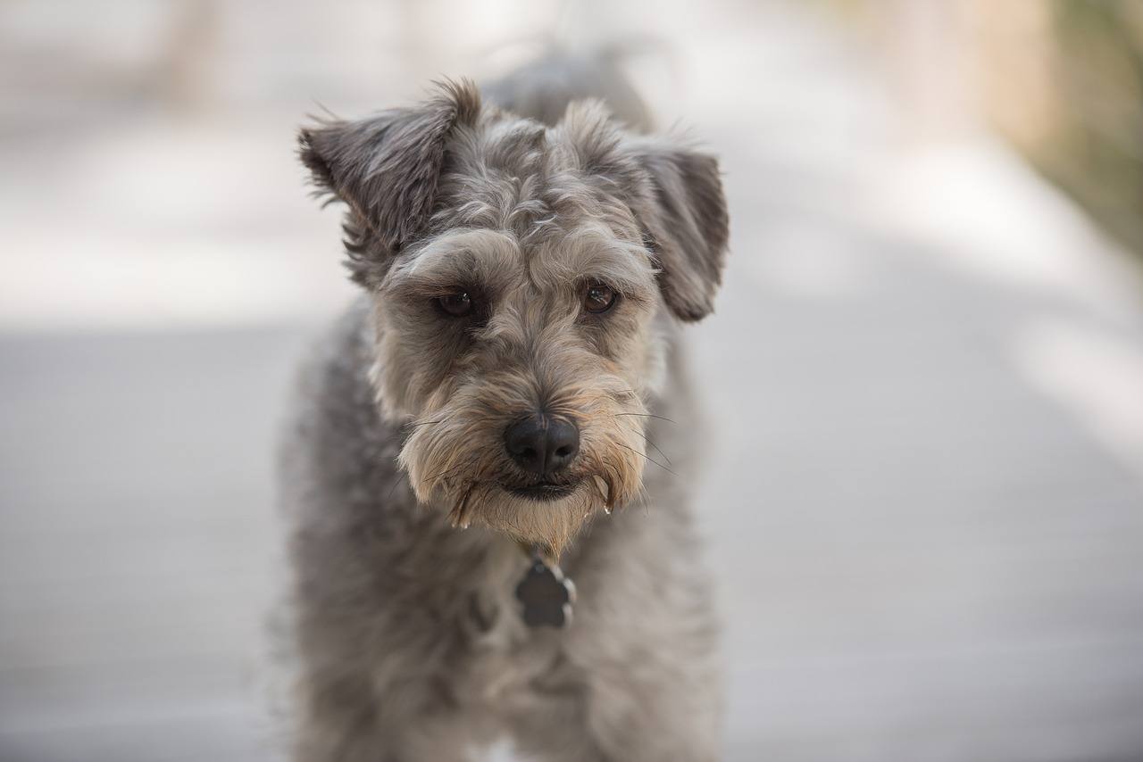 Schnoodle in focus