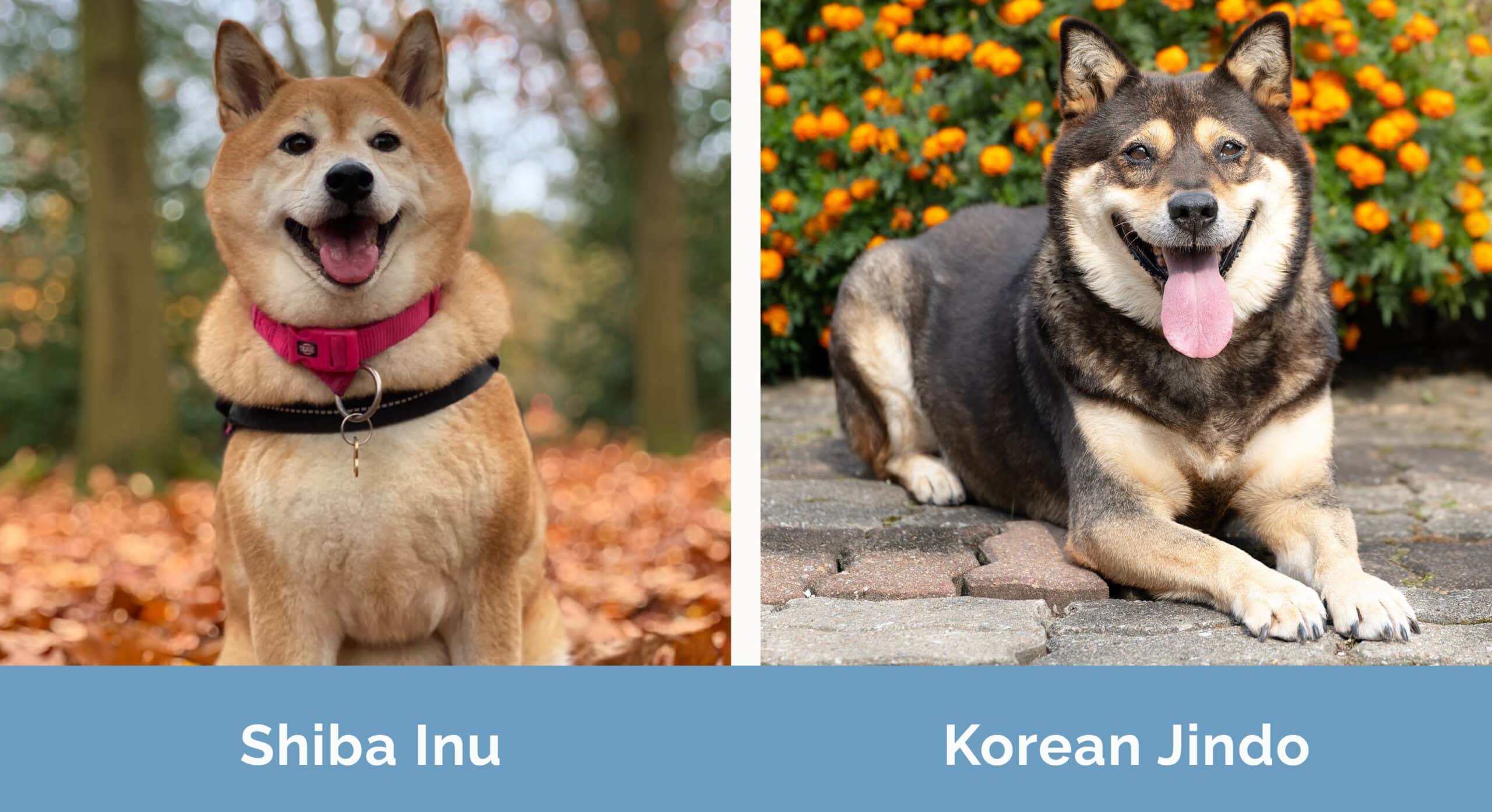 Shiba Inu vs Korean Jindo side by side