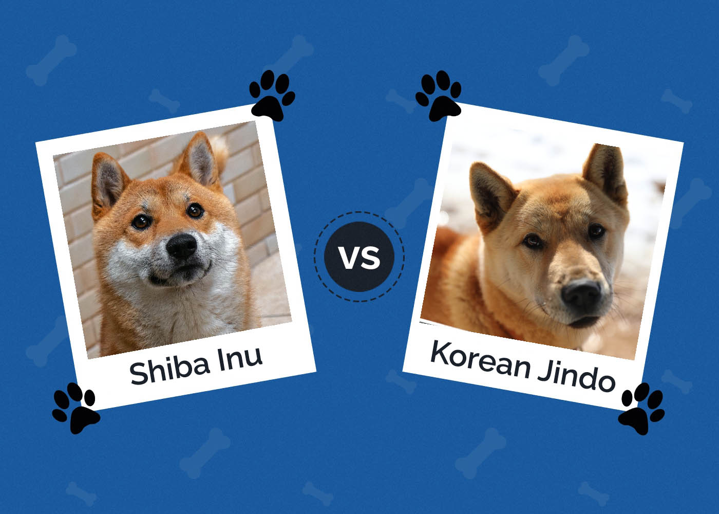 Shiba Inu vs Korean Jindo